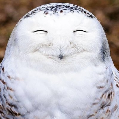 Aliff Ahmad's profile picture