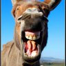 Profilbild von Demorants