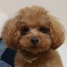 あゆ太's profile picture