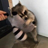 Фото профиля ウバメガ氏の推す🦝アライさん💙💛
