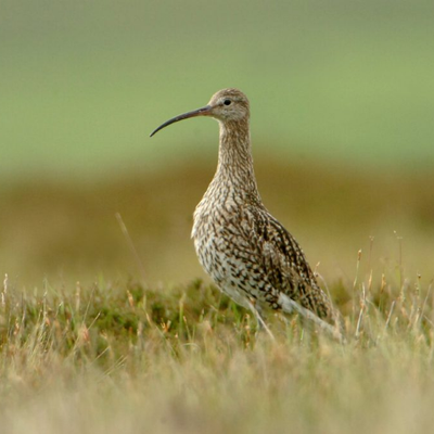 The Irish Breeding Curlew EIP's profile picture