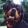Фото профиля Tito