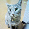 黄昏のビビ profil fotoğrafı