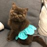 ねこのめいじ 的头像