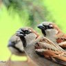 Spatz 47 profil fotoğrafı