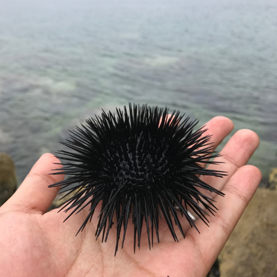 urchin_lab's profile picture