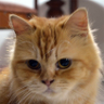Profilbild von 🐱 Papa TeeBee 🇮🇩🇵🇸 🐈