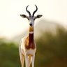 خطوة profil fotoğrafı
