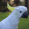 Warbird's profile picture