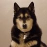 Mika Moose's profile picture