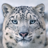 FrozenPaws's profile picture