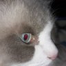 leslie zimmerman's profile picture