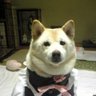 甲賀幻妖斎's profile picture