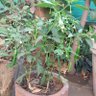 Shailesh Solikar's profile picture