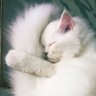 Profilbild von ทาสแมวตัวกลม