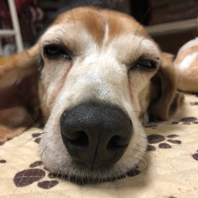 hogokencafeten1's profile picture