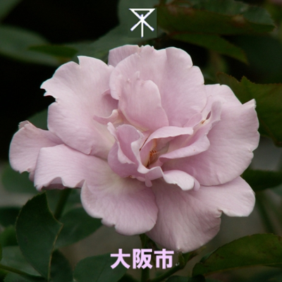 あおむらさき's profile picture