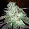 JKelz420's profile picture