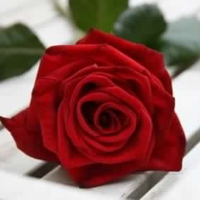 نوره الشهري ~ 💙's profile picture