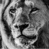 Profilbild von Sadece Galatasaray