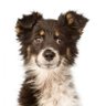Profilbild von Lucas Canis