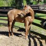 Goodman Bloodstock profil fotoğrafı