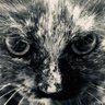 蒜泥白肉's profile picture