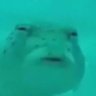 ปลาหมอ ตะขอใน🐟's profile picture