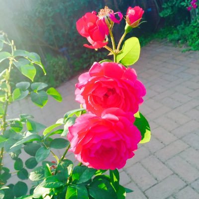 Rico_08_23's profile picture