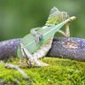 LazyLizard's Follow Trick 的头像