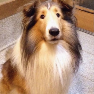 セシル☆'s profile picture
