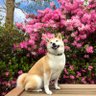 Фото профиля naoko kobayashi