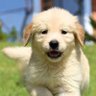 Profilbild von ItsGoldenPup