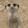 Kalahari profil fotoğrafı