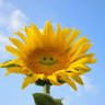 yuuchin🌻 profil fotoğrafı