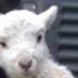 Profilbild von Soba