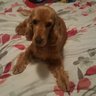 Atacama's profile picture