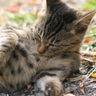 のらねこもふもふエセルドレーダ profil fotoğrafı