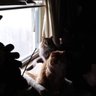 Splash&Cody(RIP🌈😢)'s profile picture