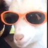 Profilbild von Ya Favorite Cuuzo