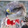 Фото профиля 🇹🇷Turkish Falcon ♂️♐️