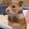 柳ハムみーこ's profile picture