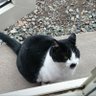 猫田🐾 profil fotoğrafı