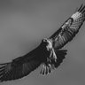 birdononewire profil fotoğrafı