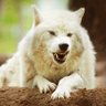 Mr.Werewolf 😃's profile picture