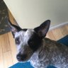 Kavedog profil fotoğrafı