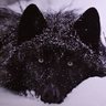 Wolf Mc Anally profil fotoğrafı