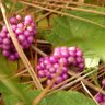 🌿🍇ManiLove223🍇🌿 的头像