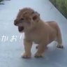 TOMOCAT🐁猫友 的头像