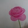 mainichinohibi018's profile picture